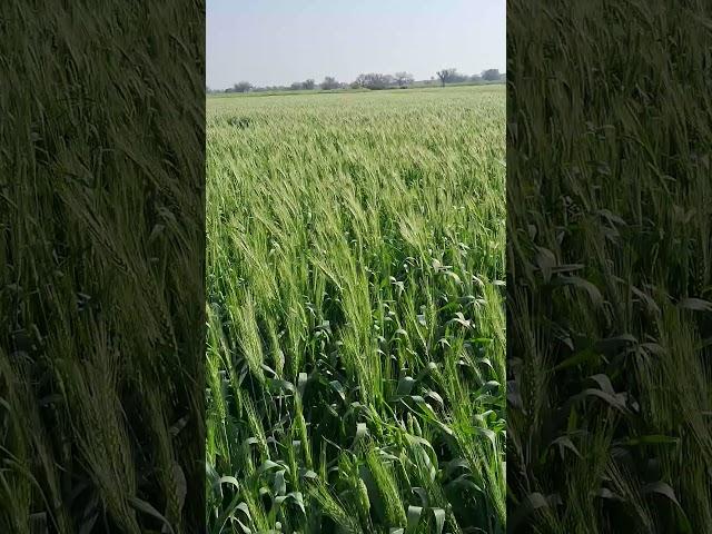 #wheet #agriculture #sohitjaat #amitdhull #binderdanoda #kheti #system #jattlife #jaat #viralvideo