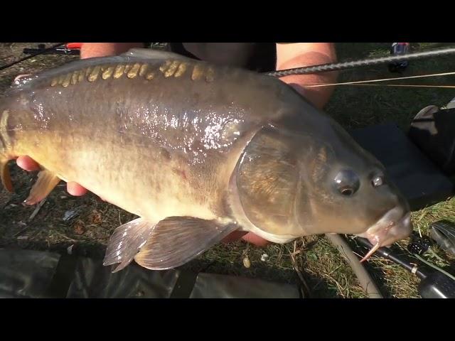 Erfolgreich auf Karpfen mit Boilies - ein Film von Balzer mit Julian Feuerlein