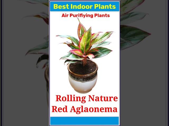 Top 20 Indoor Plants 🪴 l Best Air Purifying Indoor Plants l #indoorplants