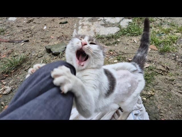 It is very risky to touch a wild cat without gloves, it bites brutally.