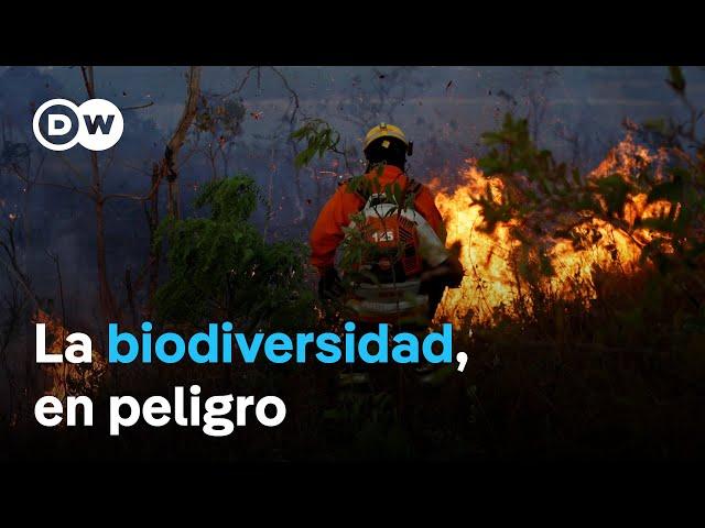 La COP16 ante el reto de salvaguardar la biodiversidad en la Amazonía