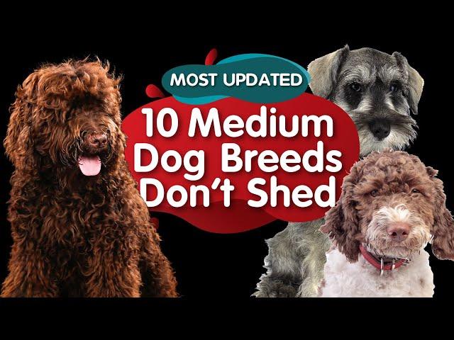 Top 10 Medium Size Dog Breeds That Dont Shed (MOST UPDATED)