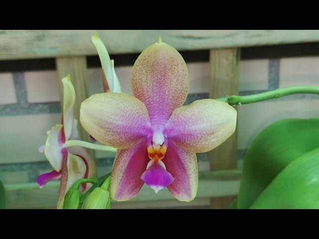 Phalaenopsis liodoro, nueva floracion. New bloom