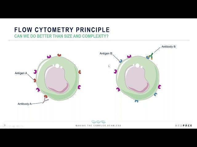 Establishing Efficacy with Flow Cytometry- Based Receptor Occupancy Assays