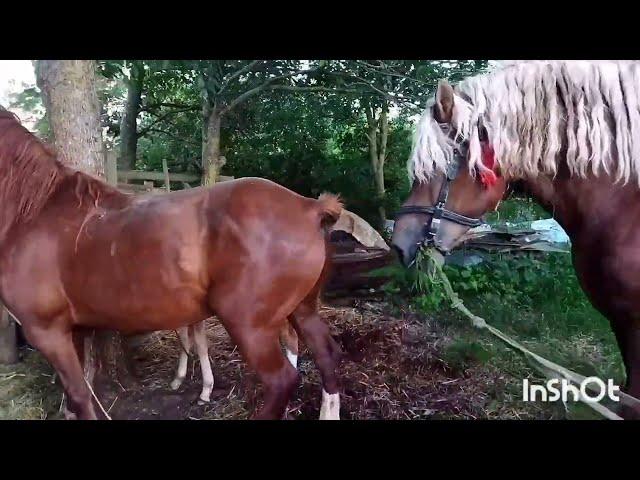 ЖЕРЕБЕЦ БАСТИОН И ВИШНЯ/СВАДЬБА ВТОРОЙ ДЕНЬ/stallion and mare wedding