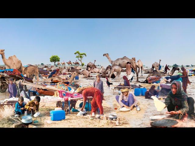 People living in the desert and their morning routine ||Camel herders desert life style #life