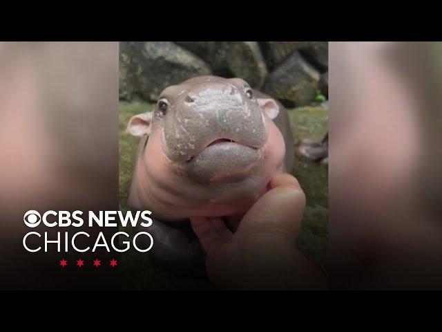 Viral Pygmy hippo, Moo Deng, becomes global sensation