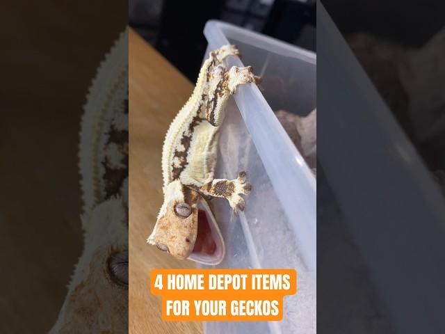 Everyday HOME DEPOT Items for Crested Geckos ️ #crestedgecko #reptiles # #reptilefamily