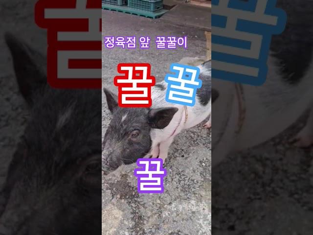#한국힐링대학 #힐링강사양성국내1위 #100세현역 #명언 #인생2막 #평생일자리 #