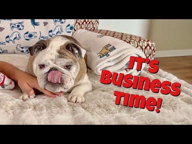 Reuben the Bulldog: Mind Ya Business