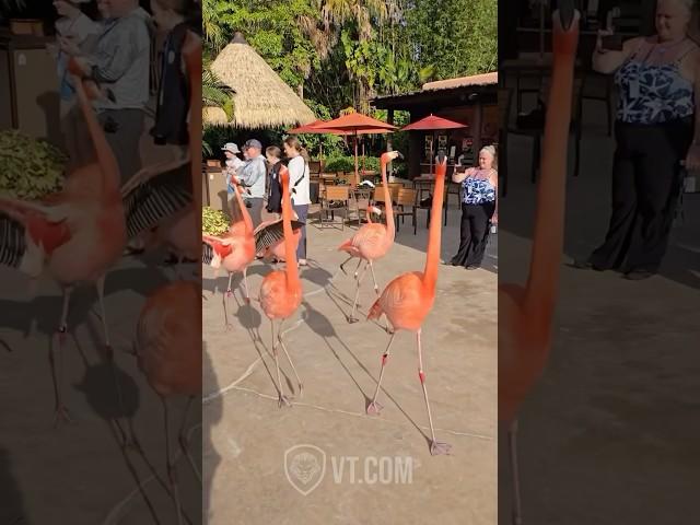 Flamboyant Flamingos Strut Like Supermodels on a Runway 