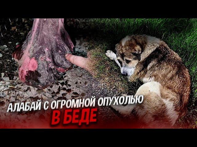 СТРАШНАЯ КИЛОГРАММОВАЯ ОПУХОЛЬ У АЛАБАЯ МЕЖДУ НОГ