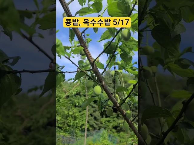 고라니 금지 콩밭, 주렁주렁 매실, 옥수수, 단호박 초보농부의 주말농장 브이로그