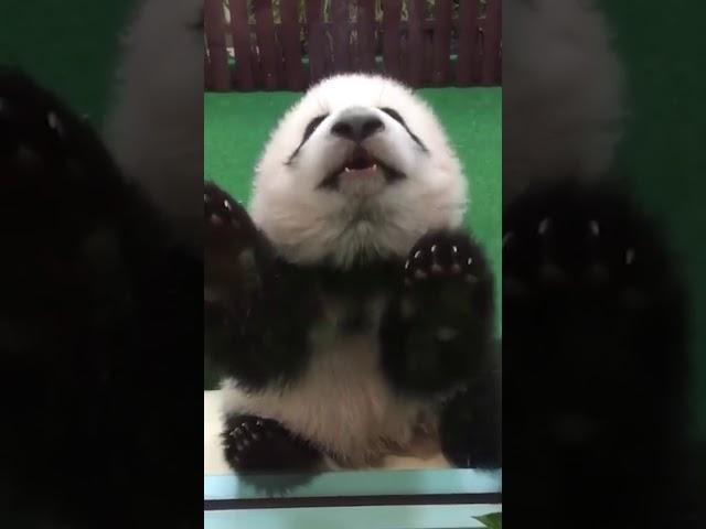 Panda panda