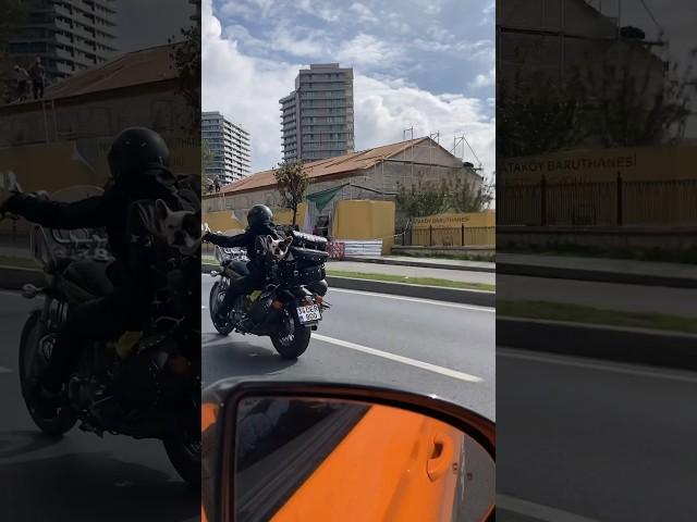 The #dog Cruising in Style in Motorcycle Sidecar! #cycling