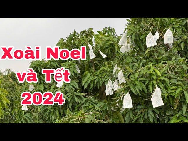 Xoài Tết và Noel 2024 | VTK.CHANNEL