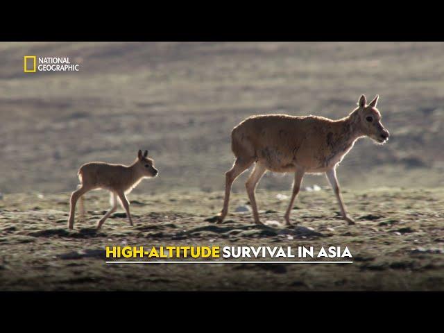 Toughest Animals of Asia’s Highs | Asia’s Wild Secrets | हिंदी | Full Episode | S1-E2 | Nat Geo Wild