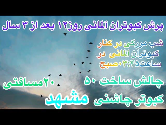 (قسمت۱۴۲)پرش کبوتران آلمانی درمشهد/چالش ساخت۲۰کبوتر مسافتی ۵۰چاشنی۵بلند پرواز تهرانی کاشانی/شب مررگی