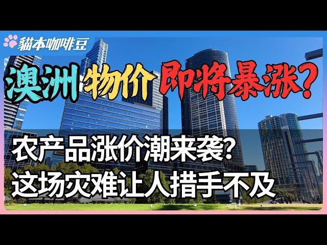 你的购物车正在变贵？澳洲农产品涨价潮背后的真相 | 下一次超市大采购，你可能要花双倍的钱？昆士兰洪灾如何影响你的生活成本 | 澳洲与新西兰的移民生活深度分享 | 猫本咖啡豆