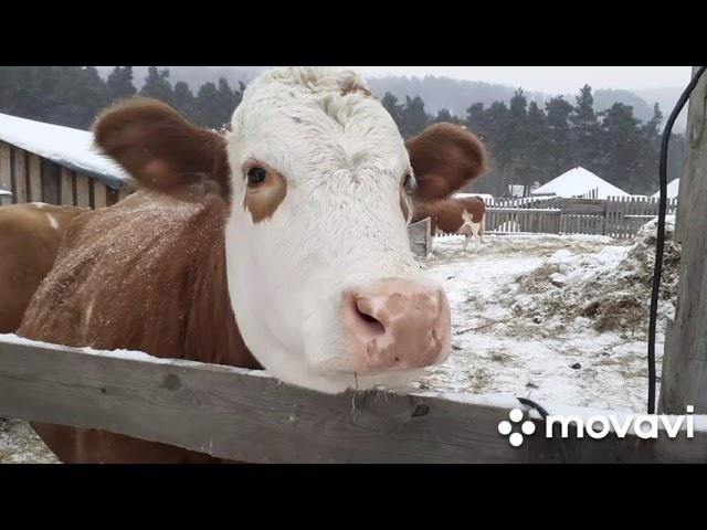 Не говори "гоп",пока не перепрыгнешьСтою на своём. Несём убытки