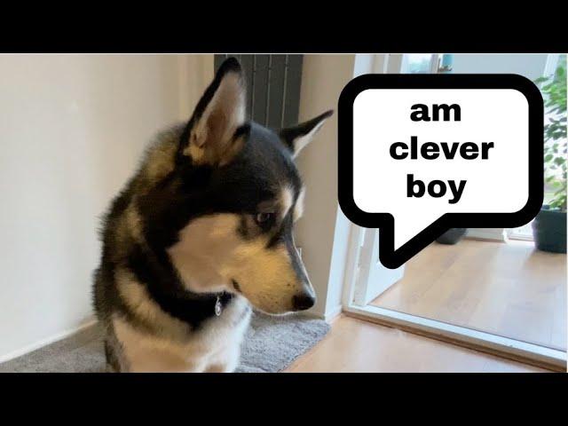 Husky Showing Off Some Tricks