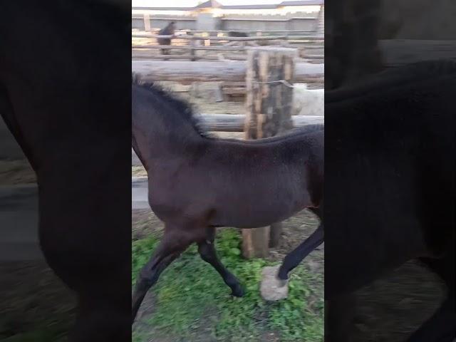 Разборки Ковбоя с пони #новыйсувар #horse #татарстан #лошади #животные #отдых #природа #жеребенок