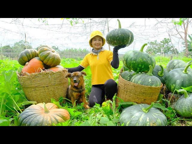 Harvesting Green Skin Pumpkins Goes To Market Sell - Installing Tree Planting Stake | Tieu Lien