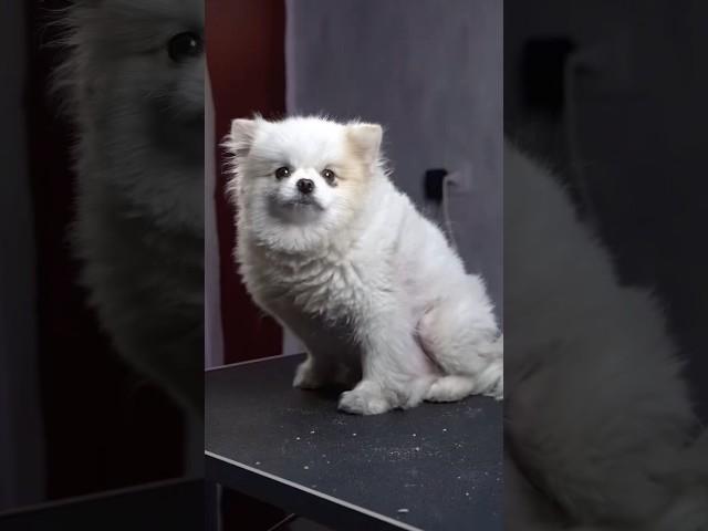 White Pomeranian Grooming ️ | Senior Dog Makeover  #grooming #pets #dog