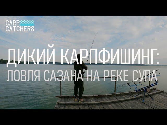 Дикий карпфишинг: ловля сазана на реке Сула. Видео 4К