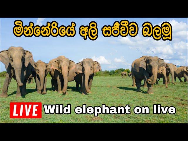 මේ දවස් වල මින්නේරියේ වැව්පිටියට එන අලී#live #streamer #elephant #attack #shorts #trending #viral