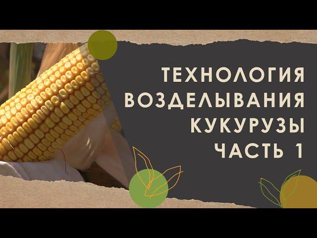4. Технология возделывания кукурузы, часть 1