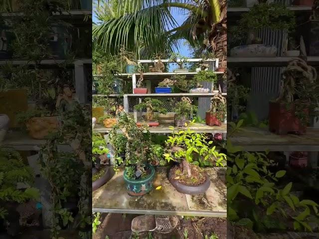 The Tropical Bonsai Inc Toronto Canada