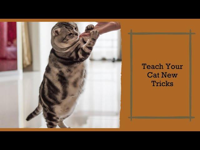 Teaching Cats New Tricks: A Vet's Guide 