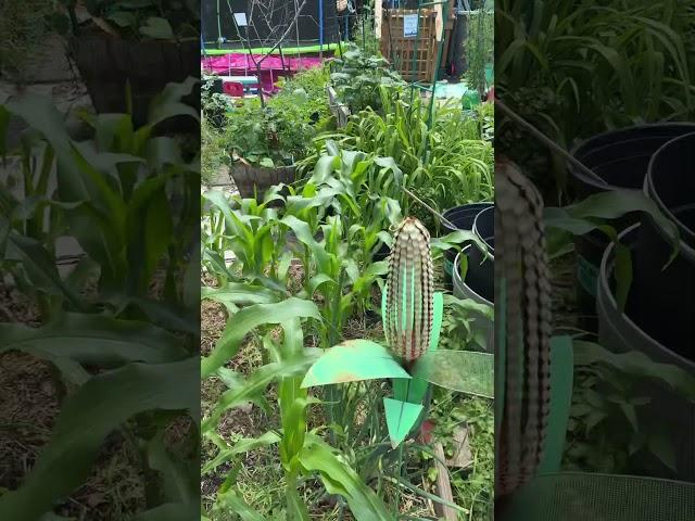 June 25garden update