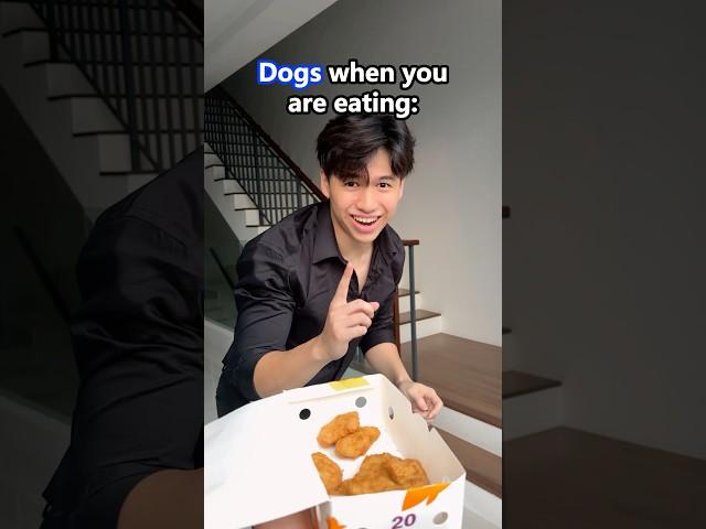 Dogs vs Cats when you are eating