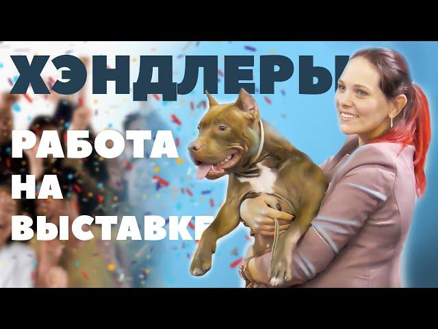 О работе Хендлеров - Выставка собак - Чемпионат IKU
