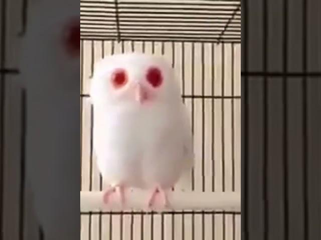 Red eyed albino owl