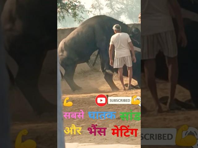 bull jumping and mating Shorts  video//#village #animals #reaction