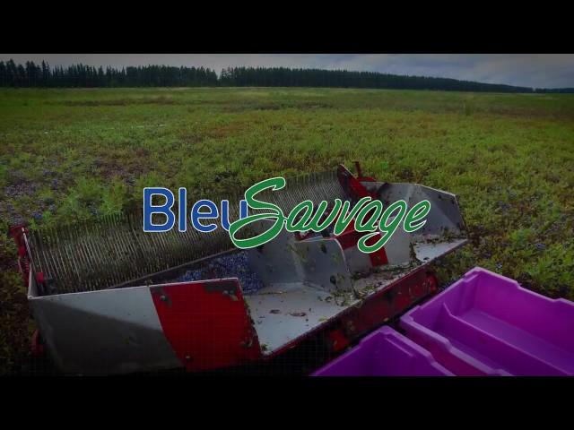 Bleu Sauvage - 野生蓝莓产品 (chinese)