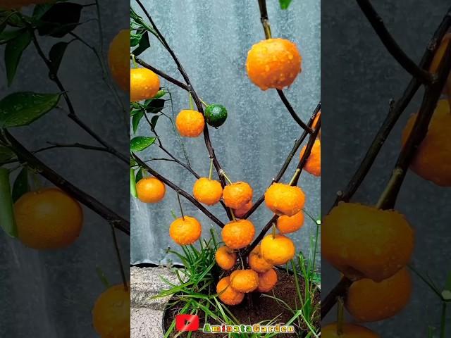 how to propagate citrus trees with the stem cuttings technique so that they bear fruit quickly.