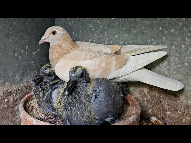 So much racing pigeon breeding!