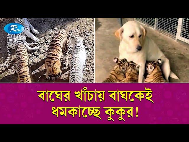 বিশালদেহী ৬ টি বাঘের মা কুকুর! | Tiger & Dog | Rtv Exclusive News