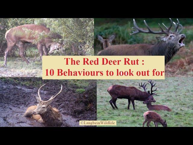 Red Deer Rut : 10 Behaviours to look out for