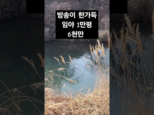 계곡따라 만나는 임야매매 가는길.. 밤나무 1만평 소득창출가능 조용한 시골길 진주시 #토지 #촌집매매 #귀촌주택