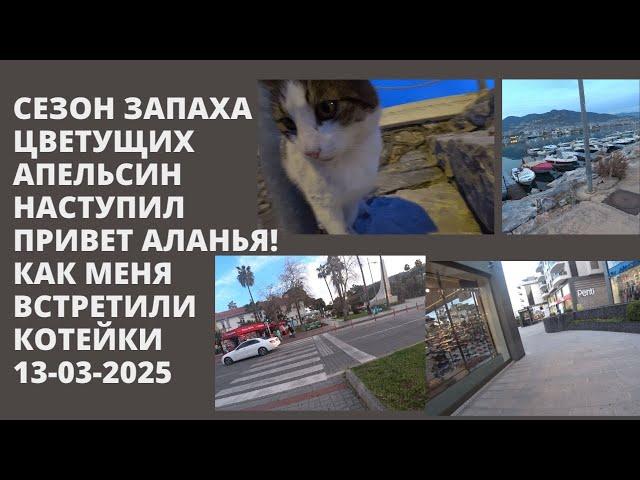 ПРИВЕТ АЛАНЬЯ Я ВЕРНУЛСЯ КАК ВСТРЕТИЛА МЕНЯ ALANYA И ЛЮБИМЫЕ УЛИЧНЫЕ КОШКИ 13 МАРТА 2025 ROMKA ROKER