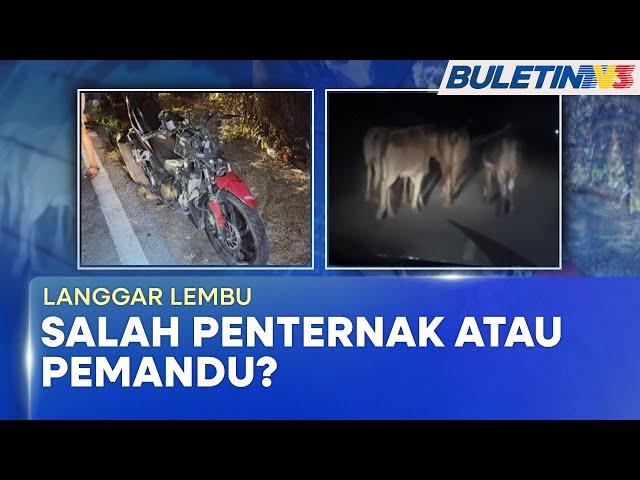 ADUAN RAKYAT | Lembu Berkeliaran Di Jalan Raya Ancam Nyawa Penduduk