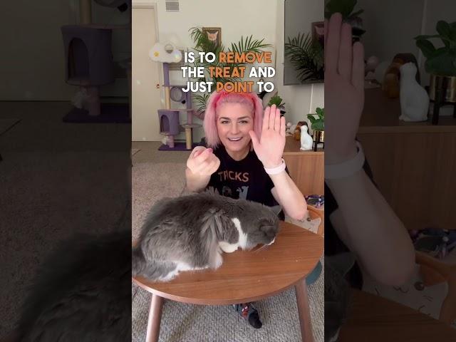 #HowTo Train Your Cat high five!