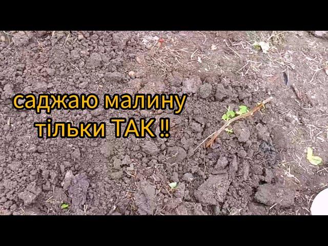 посадка МАЛИНИ / 15 листопада