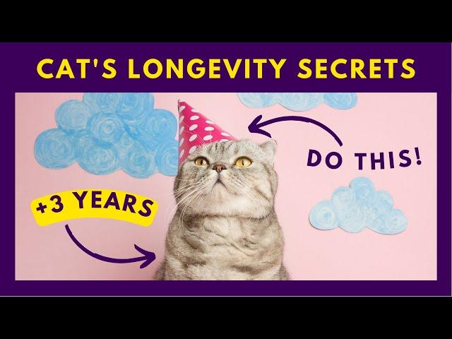 11 Tips to Help Your Cat Live Longer ️