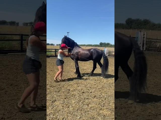 Work on the ground #friesian #horsetime #horsevideos #horse #blackbeauty #blackhorse #animal